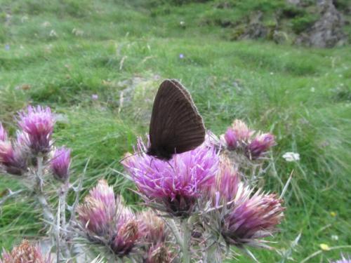 Erebia manto