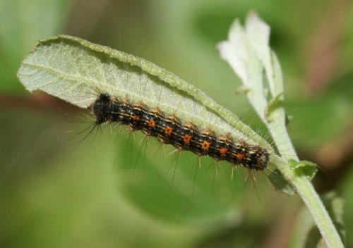 Lymantria dispar