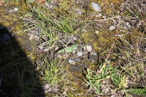 Decticus verrucivorus verrucivorus