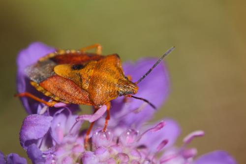 Carpocoris purpureipennis