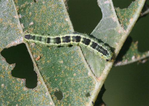 Euchoeca nebulata