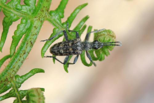 Rhagium inquisitor