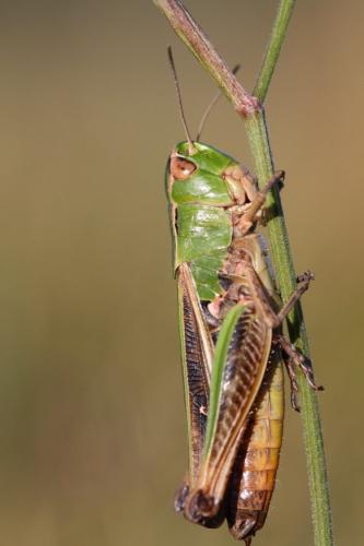 Stenobothrus sp.