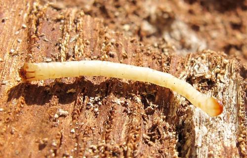 Réf. 110 983 : Nematodes filum
