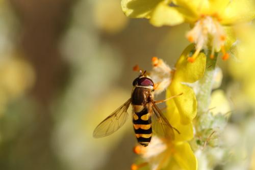 Syrphus sp.