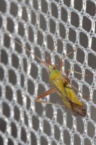 Réf. 110 177 : Phytocoris citrinus