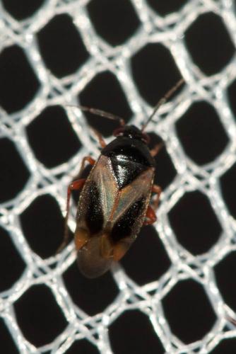 Salicarus roseri