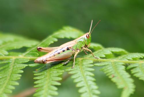 Pseudochorthippus parallelus