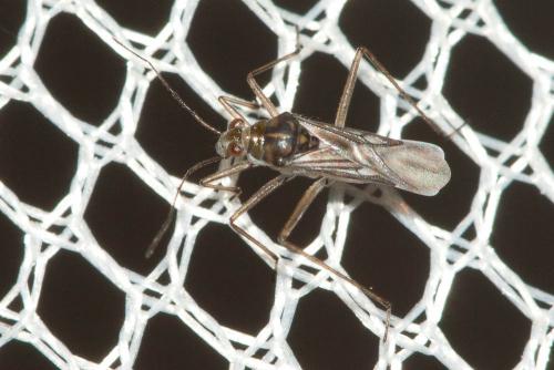 Mesovelia sp.