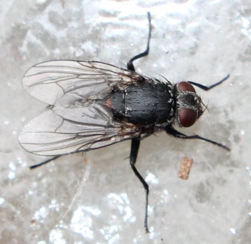 Muscina levida