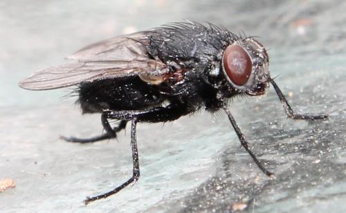 Muscina levida