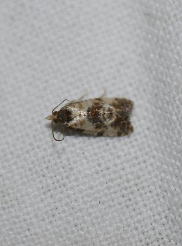 Réf. 110 412 : Cochylis molliculana
