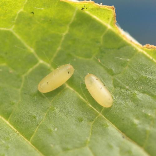 Réf. 110 153 : Chrysolina fastuosa