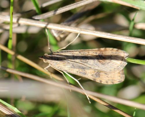 Nomophila noctuella