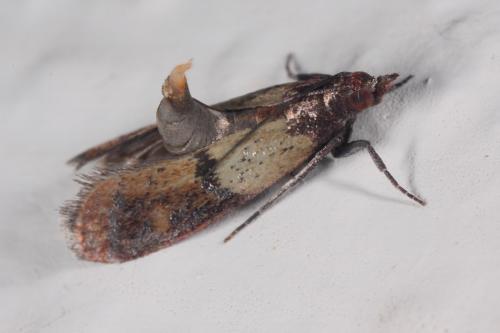 Réf. 110 846 : Plodia interpunctella