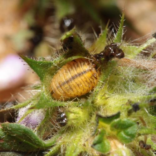 Chrysolina fastuosa