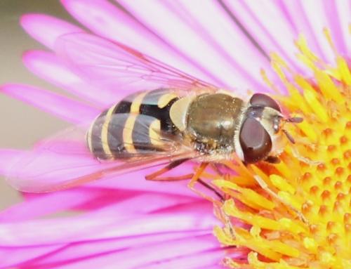 Réf. 110 487 : Syrphus torvus