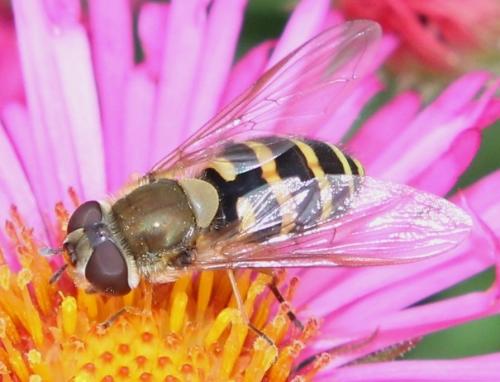 Réf. 110 489 : Syrphus torvus