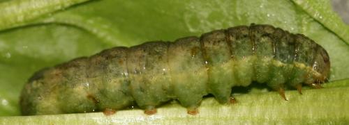 Réf. 110 155 : Mamestra brassicae