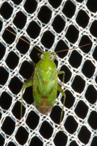 Réf. 110 465 : Taylorilygus apicalis
