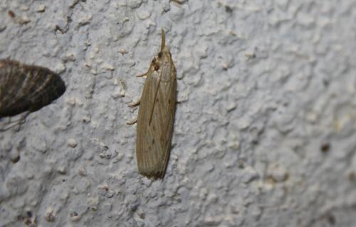 Réf. 110 175 : Ematheudes punctella