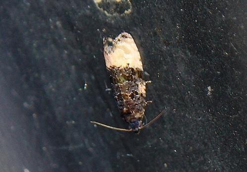 Metendothenia atropunctana