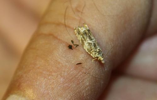 Réf. 110 428 : Epinotia signatana