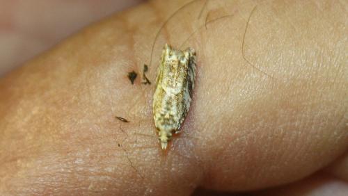 Réf. 110 416 : Epinotia signatana