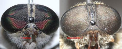 Tabanus divers