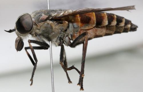 Réf. 110 045 : Tabanus spodopterus