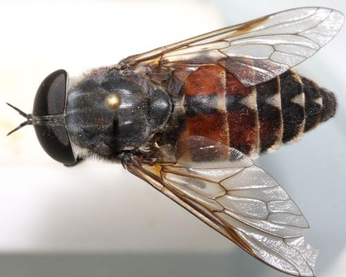 Réf. 110 044 : Tabanus spodopterus