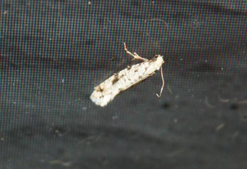 Réf. 110 183 : Nemapogon sp.