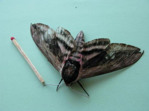 Réf. 110 291 : Sphinx ligustri
