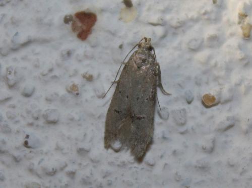 Réf. 110 244 : Teleiodes vulgella