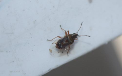 Kleidocerys resedae