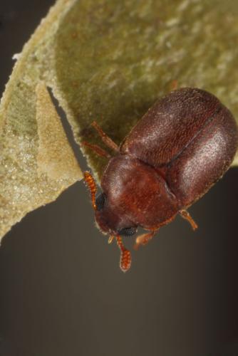 Réf. 110 681 : Pentaphyllus chrysomeloides