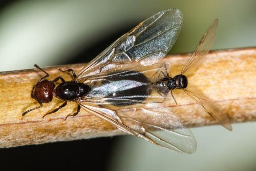 Réf. 110 696 : Crematogaster scutellaris