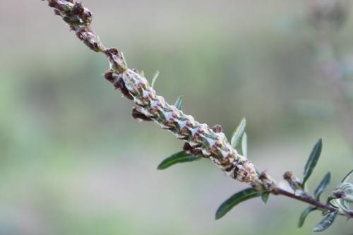 Réf. 110 197 : Cucullia absinthii