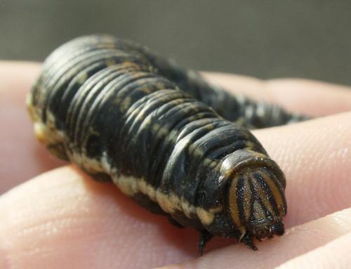 Réf. 110 888 : Agrius convolvuli