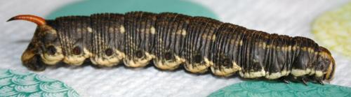 Agrius convolvuli