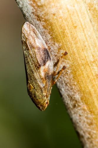 Aphrophora alni