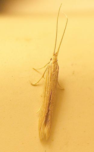 Coleophora sp.