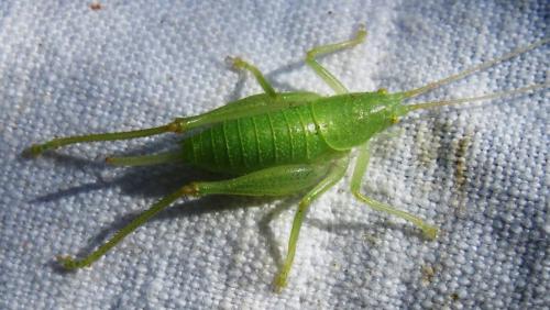 Réf. 110 024 : Cyrtaspis scutata