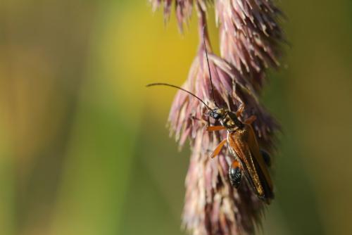 Oedemera podagrariae