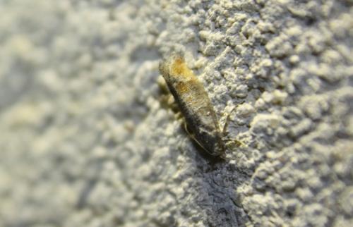 Réf. 110 917 : Clavigesta purdeyi