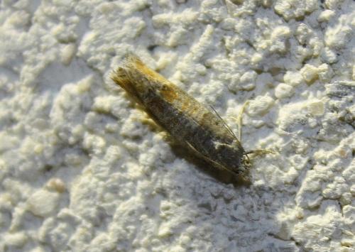 Réf. 110 928 : Clavigesta purdeyi