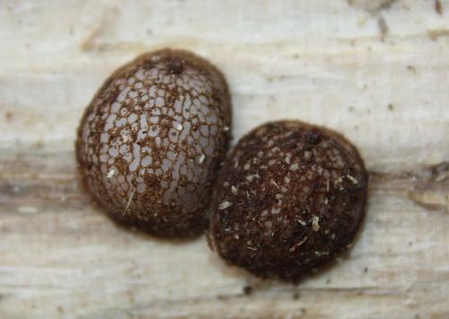 Microdon sp.