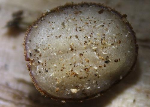 Microdon sp.