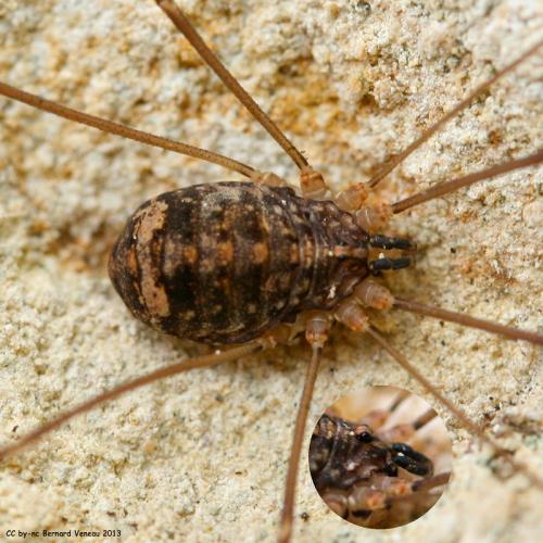 Nelima sp.