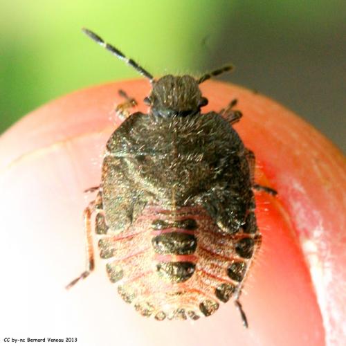 Réf. 110 305 : Dolycoris baccarum